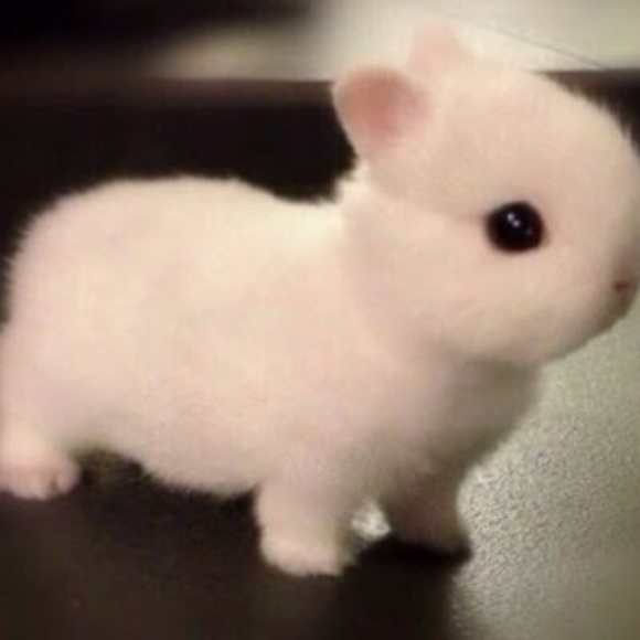 Meet your Posher, Rebecca - Picture 1 of 1